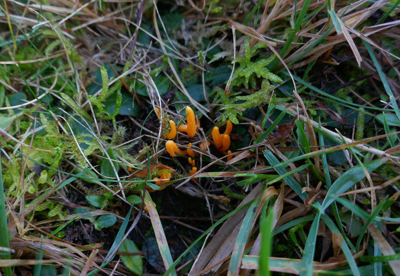 Photo by Jackie Ewan LClavulinopsis luteoalba by Jackie Ewan